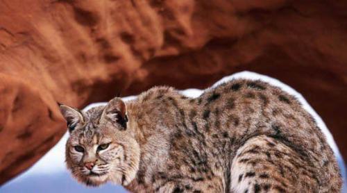 山猫的照片,神秘森林中的优雅猎手